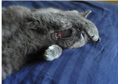 Yawning Cat Number 141